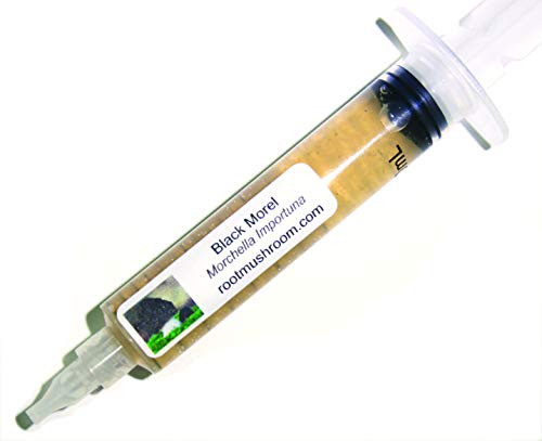 Root mushroom Farm- 30 Mushroom Liquid Cultures  Black Morel Morchella importuna