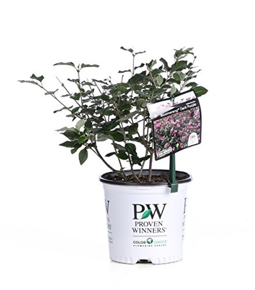 Bloomerang Dark Purple Reblooming Lilac (Syringa) Live Shrub, Purple Flowers, 1 Gallon
