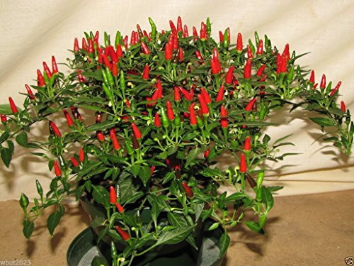 Thai Sun Hot Pepper -10 Seeds Capsicum annuum - Very Rare Super Hot! Thai Sun Hot Pepper -10 Seeds Capsicum annuum - Very Rare Super Hot!