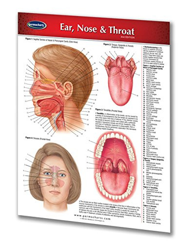 Ear  Nose  and  Throat Guide - Medical Quick Reference Guide by Permacharts