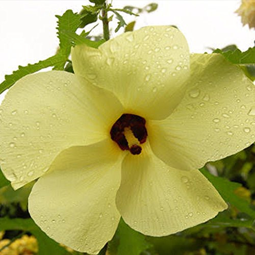 Sunset Hibiscus Seeds  Abelmoschus Manihot  10 plus Organic Heirloom Seeds in FROZEN SEED CAPSULES for The Gardener  and  Rare Seeds Collector - Plant Seeds Now or Save Seeds for Many Years