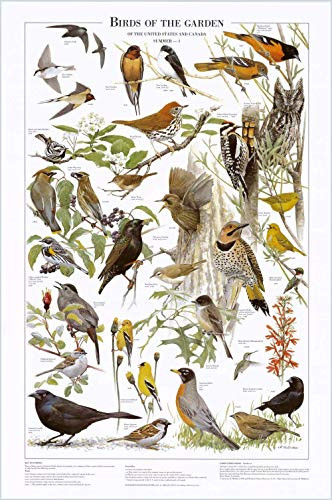 Garden Bird Art Print Poster. Summer Species Identification Chart