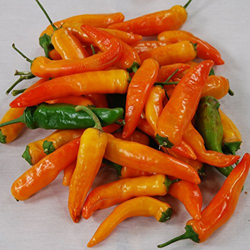 Tequila Sunrise Pepper Seeds - 10 plus Rare Organic Non-GMO Heirloom Sweet Pepper Seeds in FROZEN SEED CAPSULES for The Gardener  and  Rare Seeds Collector - Plant Seeds Now or Save Seeds for Years