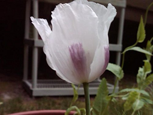 1000 Papaver Somniferum Tasmanian Poppy Seeds