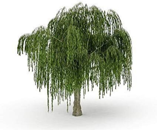 Dwarf Weeping Willow Tree Cutting - Burning Bush Weeping Willow - Unique and Small Indoor Outdoor Tree Shrub Plant - Excellent Bonsai Tree - Ships Bare Root  No Pot or Soil