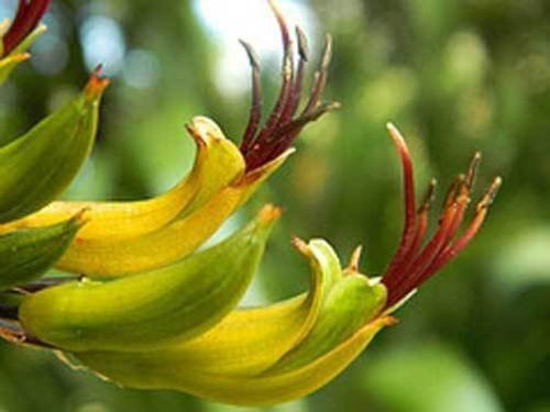 Phormium colensoi New Zealand mountain flax  20_Seeds