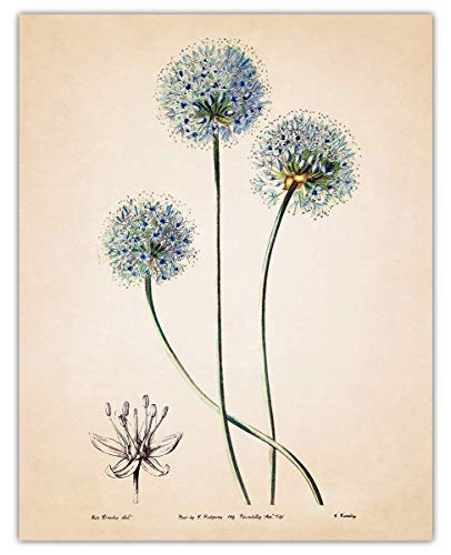 Vintage Dandelion Wall Art Print - 11x14 Unframed Picture For Home  Office  Dorm  and  Bedroom Decor - Great Gift Idea Under 15