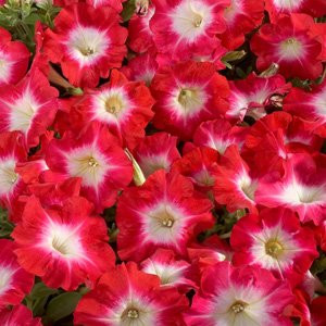 Celebrity Red Morn Petunia Seed Pack - 100 Seeds