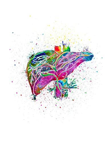 Liver Medical Wall Art Decor Print  Ideal for Doctors Clinic  Medical Student  Hospital or Doctor Office  Great Gift for Medical Science Student  Doctor or Nurse  11inch x 14 inch By H plusCO Inspired