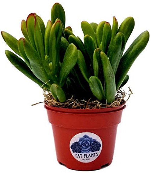 Fat Plants San Diego Succulent Plant s  Fully Rooted in 4 inch Planter Pots with Soil - Real Live Potted Succulents Unique Indoor Cactus Decor  1  Crassula Ovata Hobbit