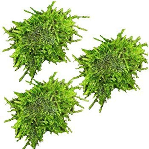 Live Aquarium Plants - Java Moss Stone pad  3 Pack