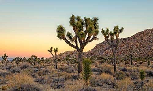 Joshua Tree National Park  California - Sunrise 9001849  12x18 Art Print  Wall Decor Travel Poster