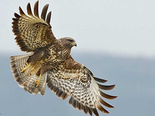 300 Piece Wooden Jigsaw Puzzle Bird of Prey - The Hawk Large Puzzle Game for Adults and Teenagers 300 Piece Wooden Jigsaw Puzzle Bird of Prey - The Hawk Large Puzzle Game for Adults and Teenagers