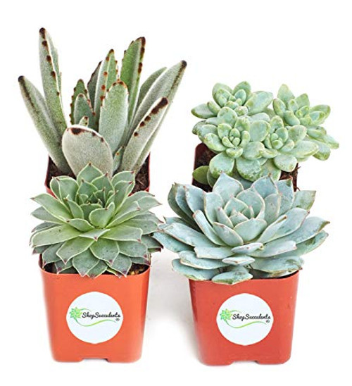 Shop Succulents   Azul Verde Collection   Assortment of Hand Selected  Fully Rooted Live Indoor Blue Green Succulent Plants  4-Pack