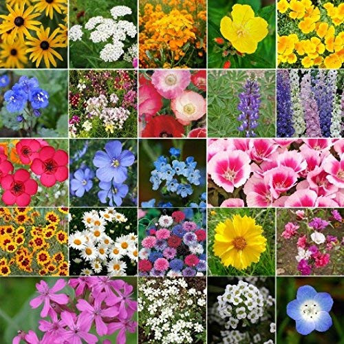 Non GMO Bulk California Wildflower Seed Mix  1 4 Lb  211 000 Seeds