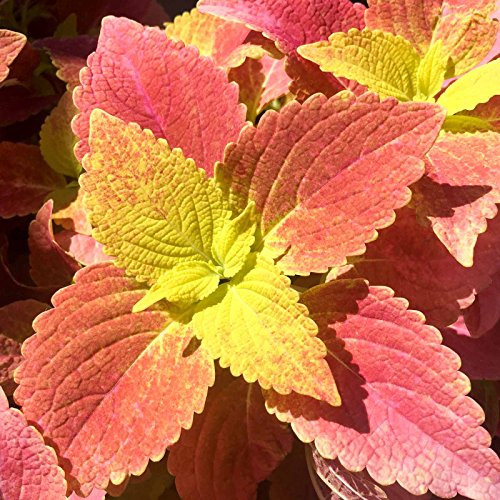 Wizard Coleus Seeds - Sunset Bronze - 1000 Seeds - Decorative  and  Ornamental House  and  Garden Plant Seeds