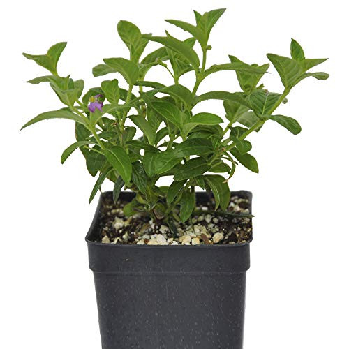 Cuphea hyssopifolia Mexican Heather 3 inch 2.6x3.5 inch incl. Heat Pack Cuphea hyssopifolia Mexican Heather 3 inch 2.6x3.5 inch incl. Heat Pack