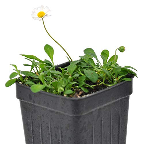 Bellium minutum Miniature Daisy 3 inch 2.6x3.5 inch incl. Heat Pack Bellium minutum Miniature Daisy 3 inch 2.6x3.5 inch incl. Heat Pack