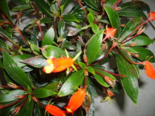 Bolivian Sunset Live Flowering Tropical Plant Orange Red Flower Shade Garden Attract Hummingbirds Starter Size 4 Inch Pot Emerald TM Bolivian Sunset Live Flowering Tropical Plant Orange Red Flower Shade Garden Attract Hummingbirds Starter Size 4 Inch Pot Emerald TM