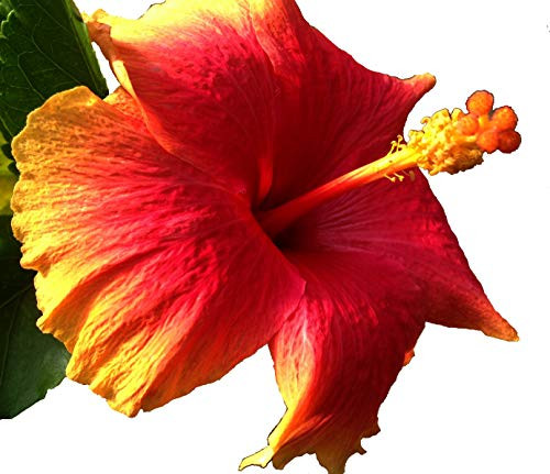 Hawaiian Sunset Tropical Landscape Hibiscus Live Plant Coral Yellow Single Flower Starter Size 4 Inch Pot Emeralds TM Hawaiian Sunset Tropical Landscape Hibiscus Live Plant Coral Yellow Single Flower Starter Size 4 Inch Pot Emeralds TM