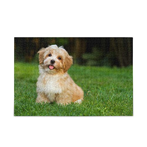 Jigsaw Puzzle Havanese Puppy Dog Puzzle Game Artwork for Kids Teens Adults 500 Pieces
