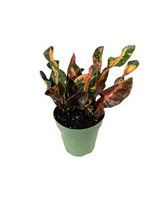 Croton Mammy - Live Plant in a 4 Inch Pot - Codiaeum  Mammy  - Tropical Easy Care Indoor Houseplant