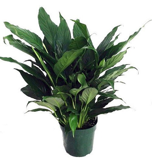 Peace Lily Plant - Spathyphyllium - Great House Plant - 6 inch Pot