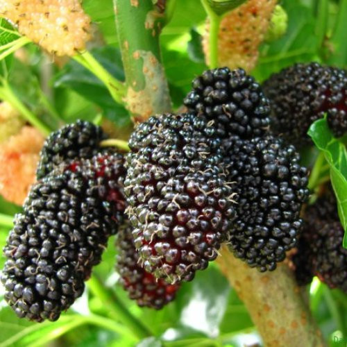 Mulberry  inchDwarf Everbearing inch Price Includes Four  4  Plants