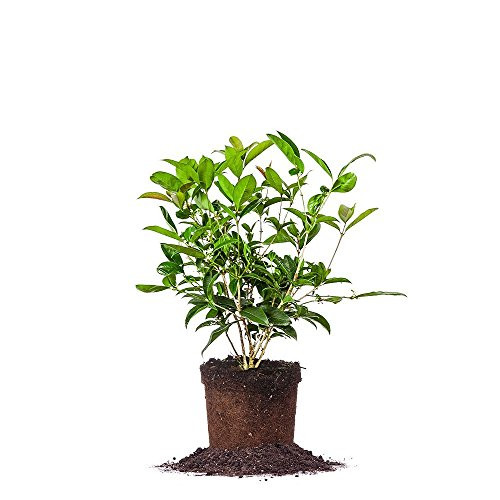 Perfect Plants Tea Olive Live Plant  1 gallon  Includes Care Guide