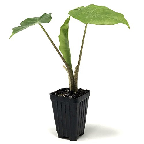 Alocasia Portora Elephant Ear Live Plant