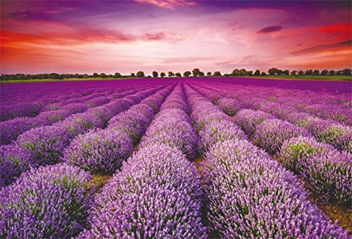 CSFOTO 7x5ft Background for Stunning Landscape with Lavender Field at Sunset Photography Backdrop Purple Flower Romantic Wedding Holiday Tourism Vacation Trour Photo Studio Props Polyester Wallpaper