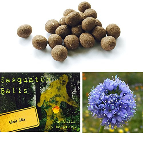 20 Globe Gilia Sasquatch Balls. The Ultimate Seed Bombs for The Western US.  Gilia capitata