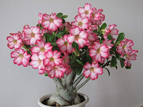 2 Desert Roses  Adenium Obesum one Year Plant  Baby Size Bonsai Caudex from Lankui  2 Roses