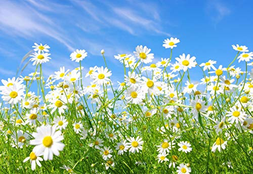 Jigsaw Puzzle 1000 Piece White Daisy Flower Classic Puzzle Adult Puzzle DIY Kit Wooden Toy Unique Gift Modern Home Decor Jigsaw Puzzle 1000 Piece White Daisy Flower Classic Puzzle Adult Puzzle DIY Kit Wooden Toy Unique Gift Modern Home Decor