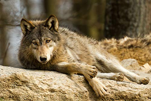 Educational Toys Jigsaw Puzzles for Kids 500-Piece - Wolf Under The Sun - DIY Wooden Games Puzzle