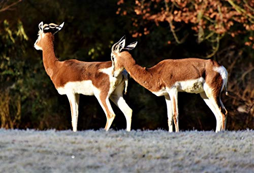Educational Toys Jigsaw Puzzles for Kids 500-Piece - Two Antelopes in The Sun - DIY Wooden Games Puzzle