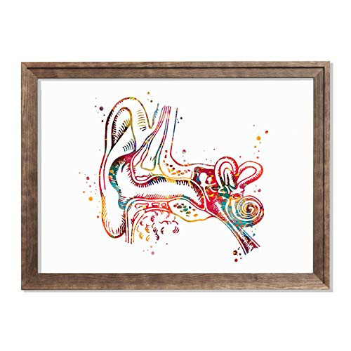 Human Ear Anatomy Watercolor Poster Art Print Audiology Specialist Cross Section Clinic Hearing Office Decor Audiologist Gifts