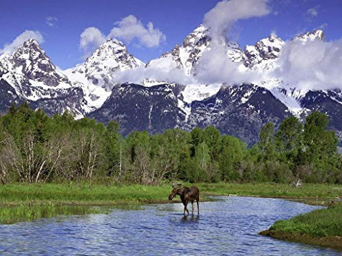 MAIYOUWENG Adult Jigsaw Puzzle 500 Piece Wooden Puzzle Moose Wading in A River Grand Teton National Park Wyoming for Teenagers and Adults Very Good Educational Game MAIYOUWENG Adult Jigsaw Puzzle 500 Piece Wooden Puzzle Moose Wading in A River Grand Teton National Park Wyoming for Teenagers and Adults Very Good Educational Game