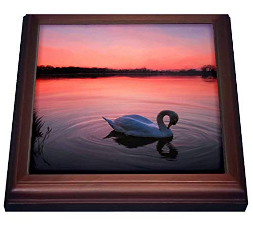 3dRose A swan swims across a lake and a beautiful sunset reflected in it - Trivets  trv_339810_1