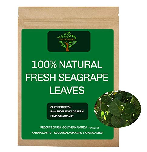 Fresh Sea Grape Leaves  All Natural  Bay Grape Leaf  Coccoloba Uvifera  Product of USA  30 Fresh Sea Grape Leaves