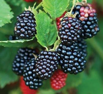 2 Chester Blackberry Plant - 2 year All Natural Grown - Ready for Fall Planting