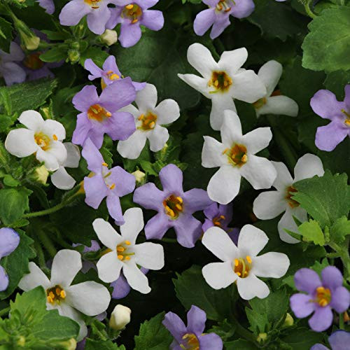 Outsidepride Bacopa Utopia Fuseables Groundcover Seed - 20 Seeds