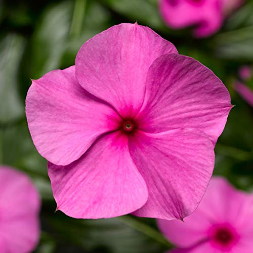 Outsidepride Cora Cascade Lilac Vinca Ground Cover Seed - 25 Seeds