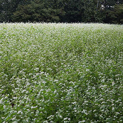 Outsidepride Buckwheat Cover Crop Seed - 1 OZ