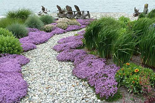 Creeping Thyme Seeds - 250 plus Seeds - Amazing Ground Cover Like an Aromatic Land Carpet