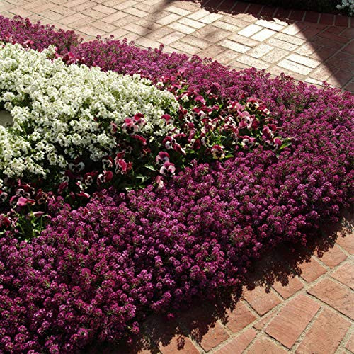 Outsidepride Alyssum Deep Purple Groundcover Seed - 2000 Seeds