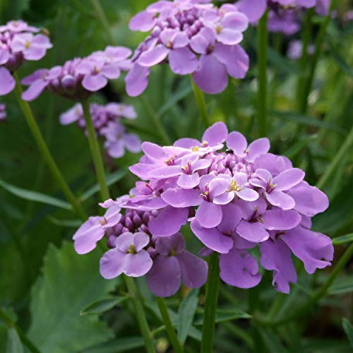 Outsidepride Candytuft Gibraltarica Ground Cover - 2000 Seeds