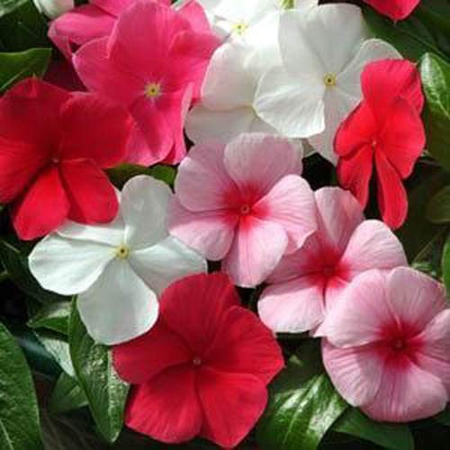 Outsidepride Mediterranean Lipstick XP Vinca Ground Cover Seed Mix - 100 Seeds