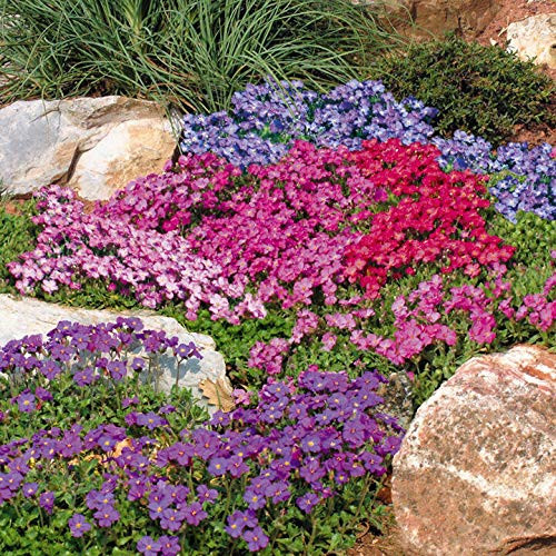 Outsidepride Aubrieta Rock Cress Cascade Ground Cover Plant Seed Mix - 2000 Seeds