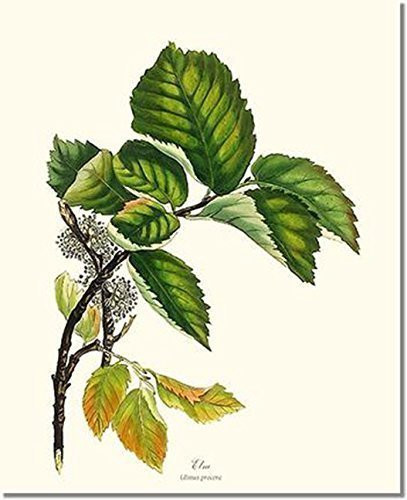 Elm Tree Leaf Print  Vintage Botanical Art 4